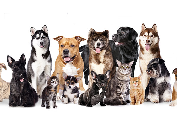 Botanical Remedies for Pets